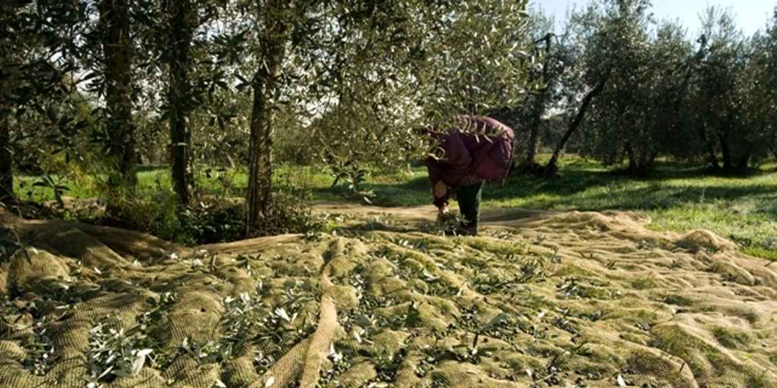 Fattoria di Bagnolo foto 7