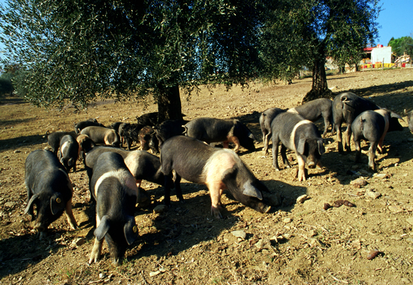 Agriturismo Massanera foto 4