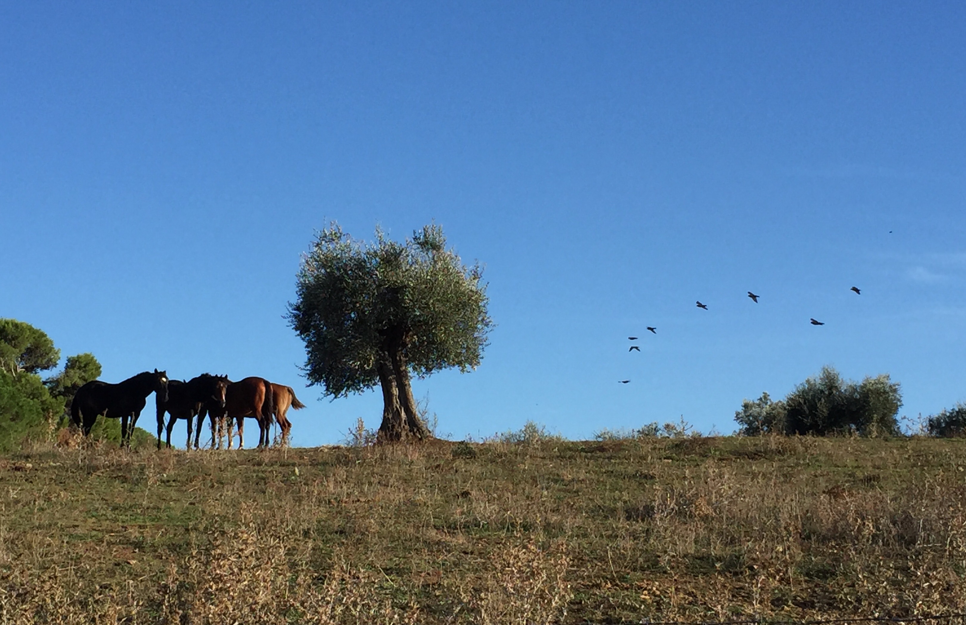 La Valentina Nuova foto 1