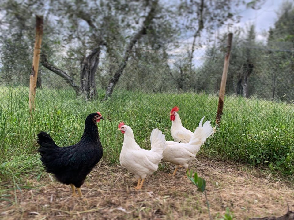 Foto Agriturismo Antica Fornace Volterra