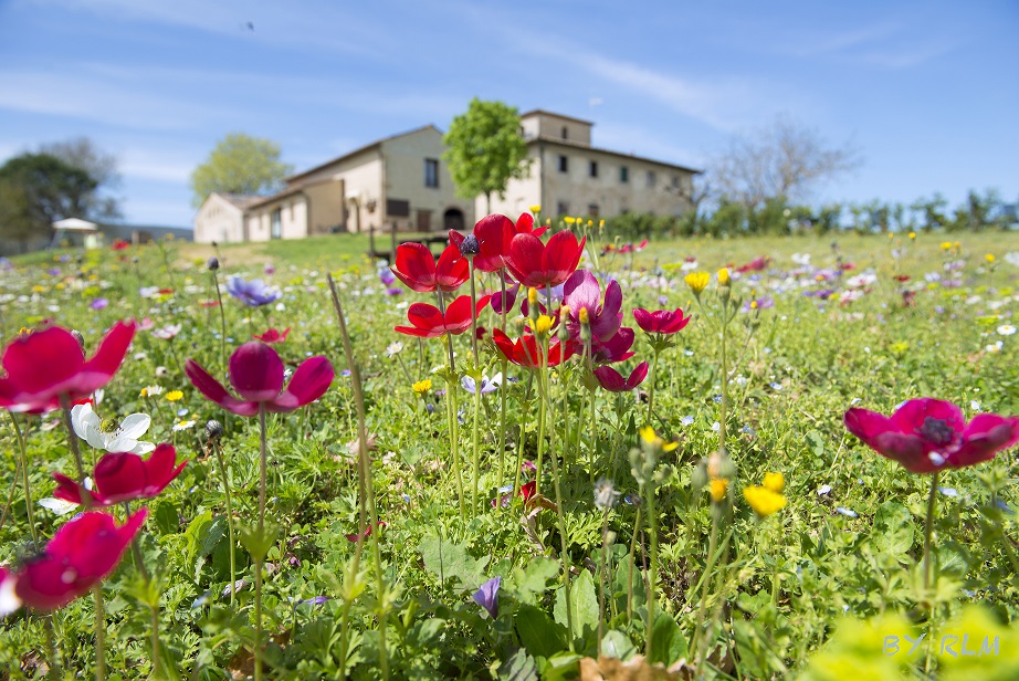 Agriturismo Poggiacolle foto 4