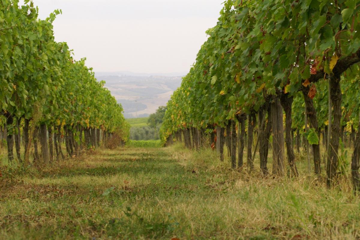 Azienda Agricola La Fornace foto 3