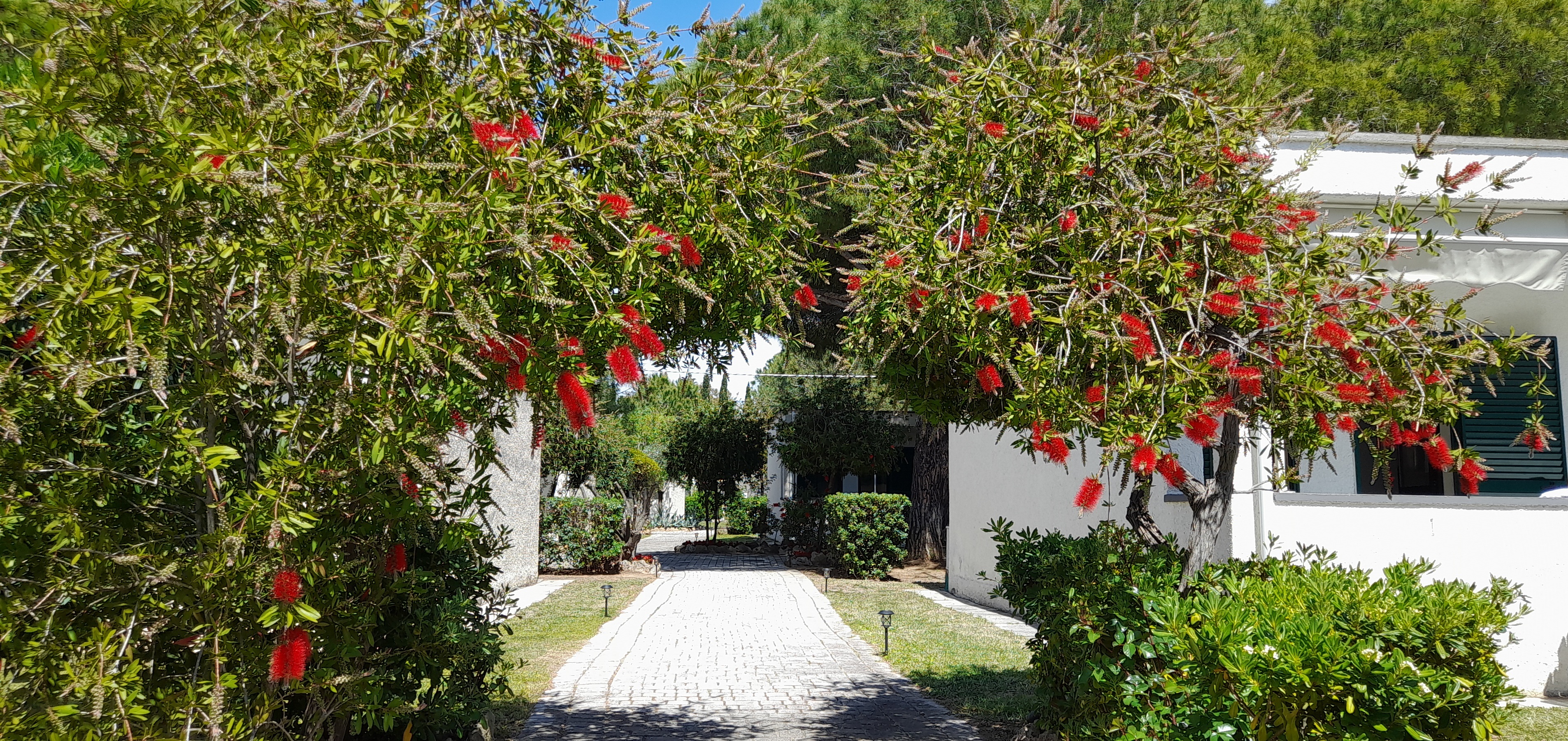 Ibiscus Beach Village foto 11
