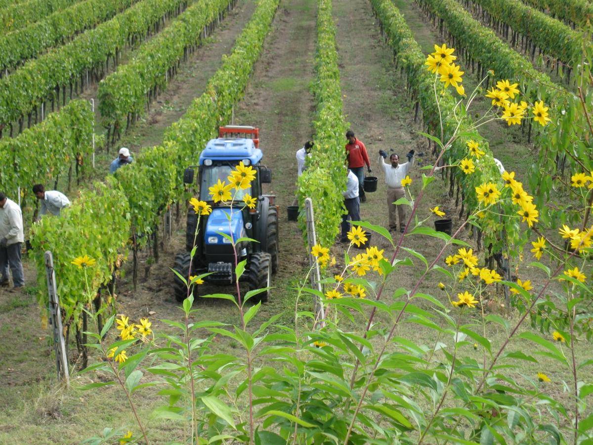 Azienda Agricola La Fornace foto 4