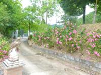 B&B La Poiana Urbino foto 2
