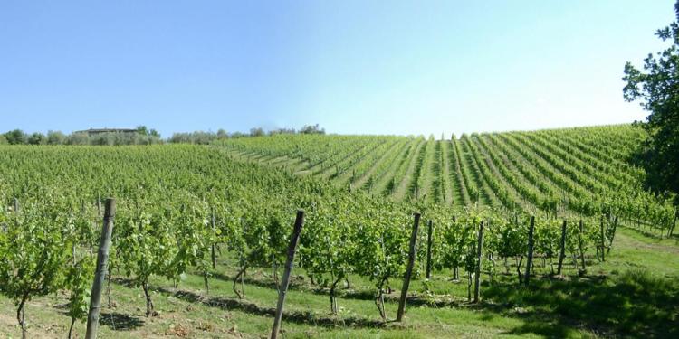 Fattoria di Bagnolo foto 3