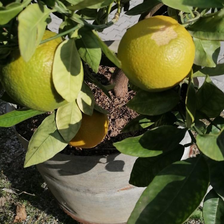 Nuvolino foto 22