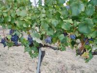 La Querce foto 2