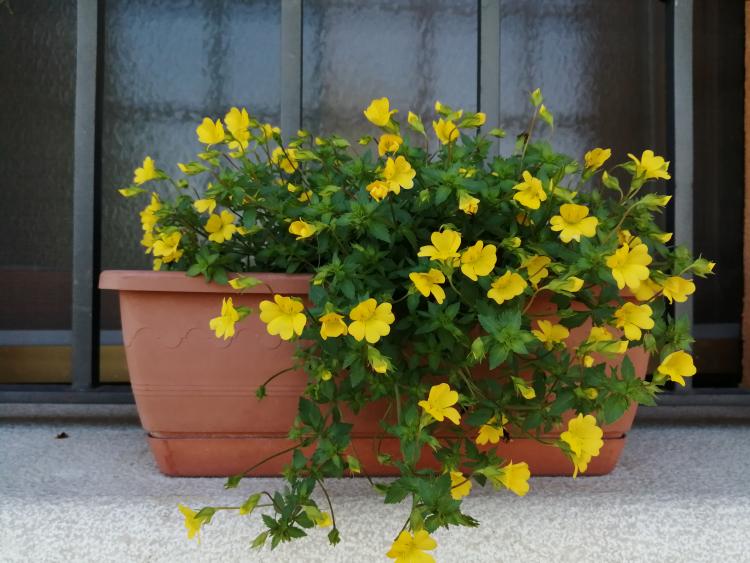 Nuvolino foto 18