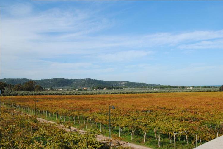 Tenute Cantine Cimaglia foto 4