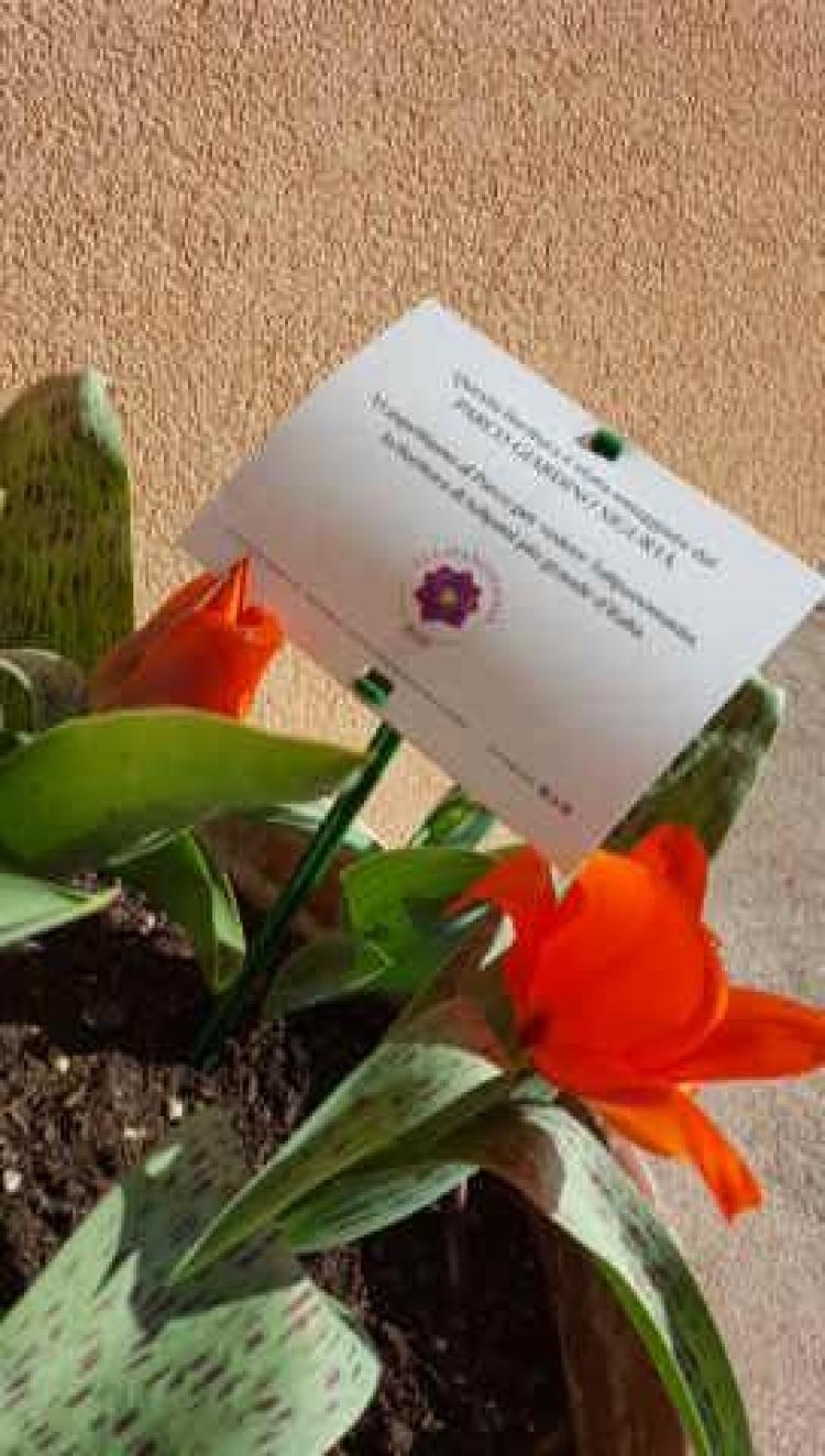 Nuvolino foto 12